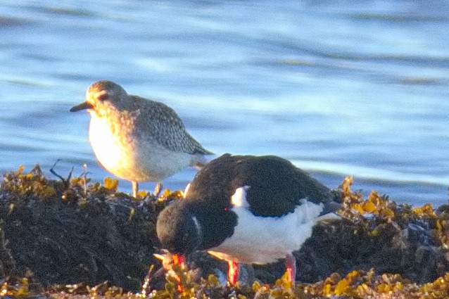 Chorlito Gris - ML646133559