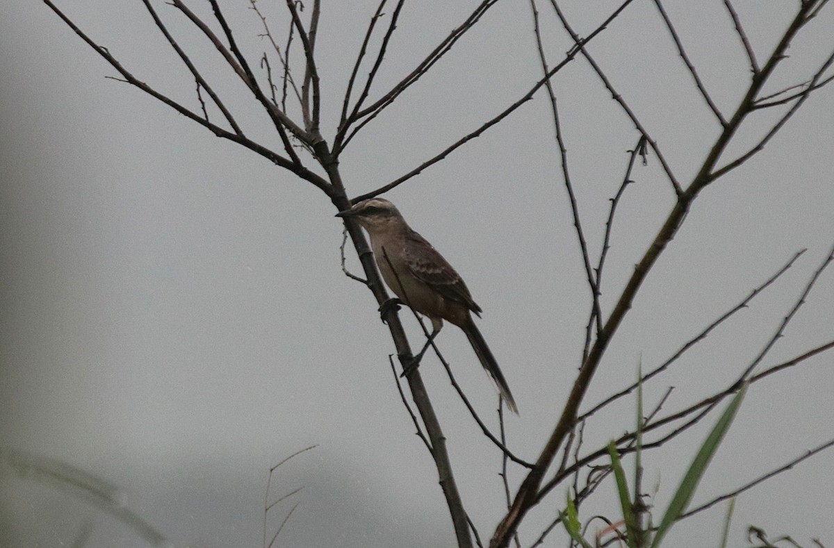 Chalk-browed Mockingbird - ML646133560