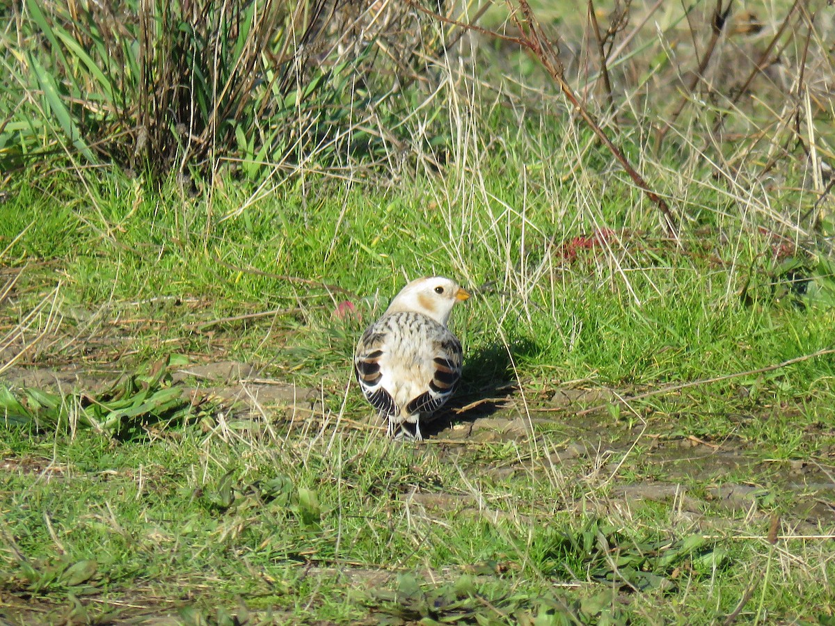 Plectrophane des neiges - ML646133561