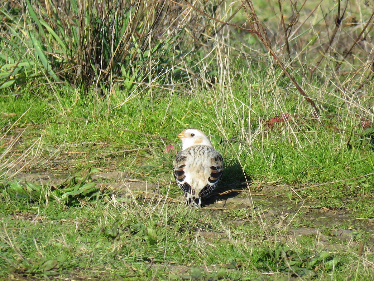 Plectrophane des neiges - ML646133562