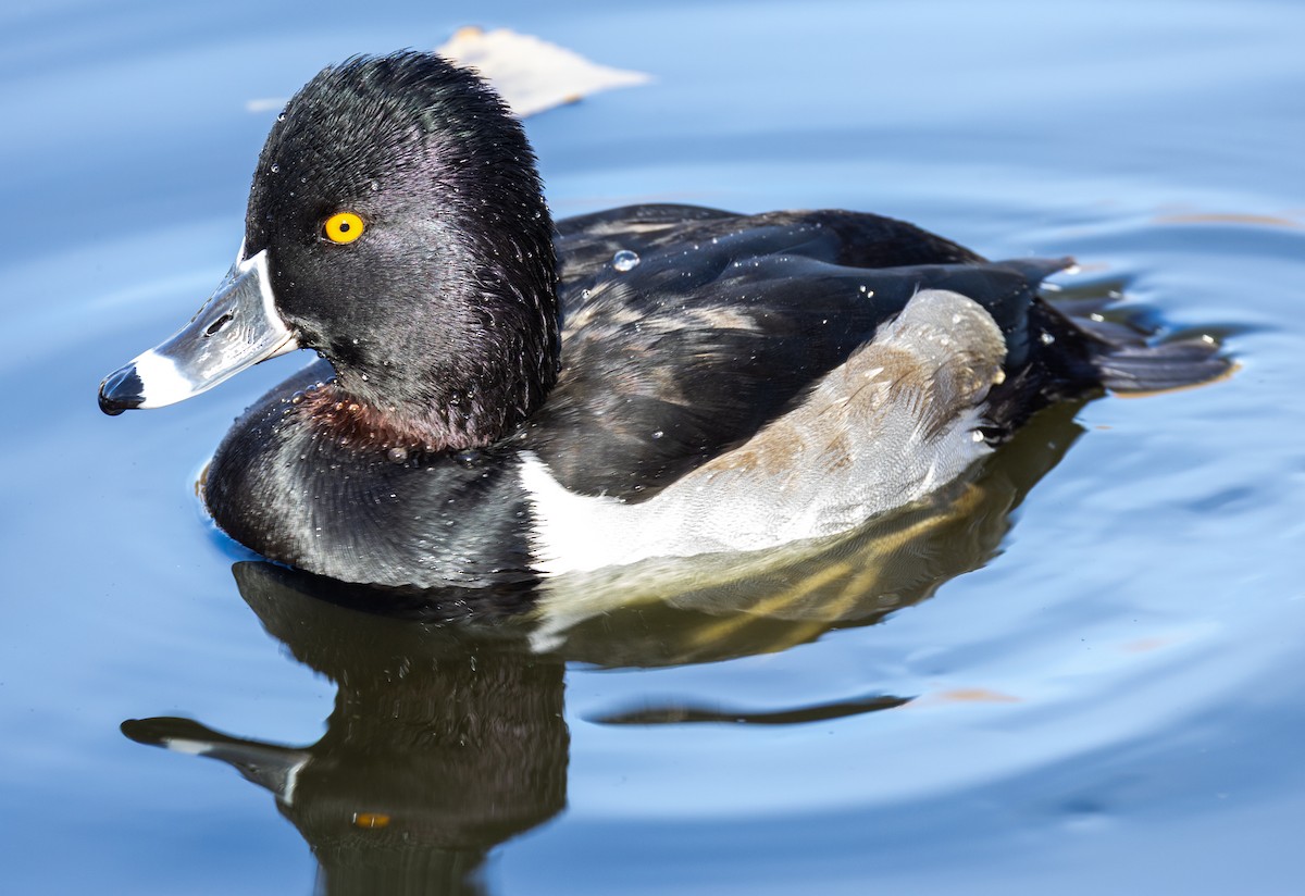 Ring-necked Duck - ML646133565