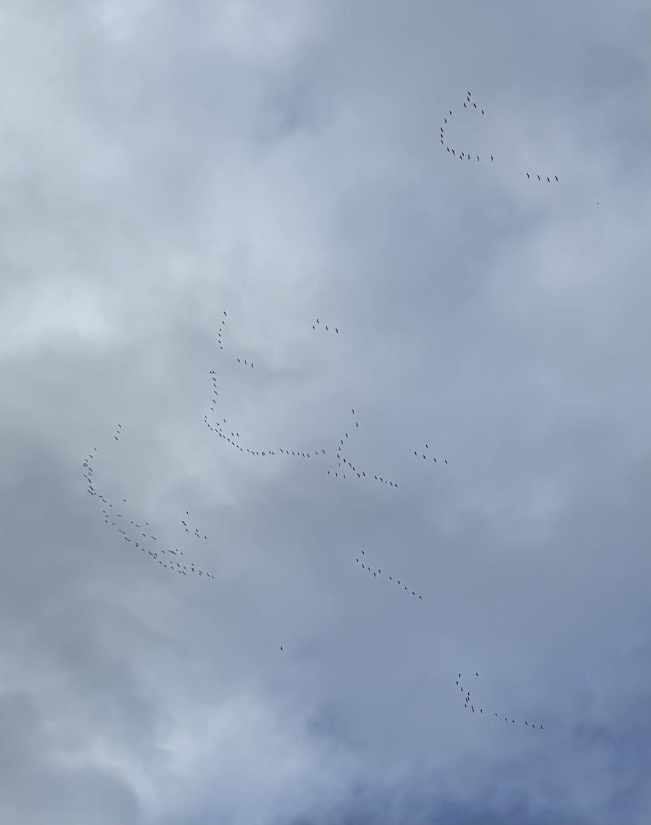 Snow Goose - ML646133572