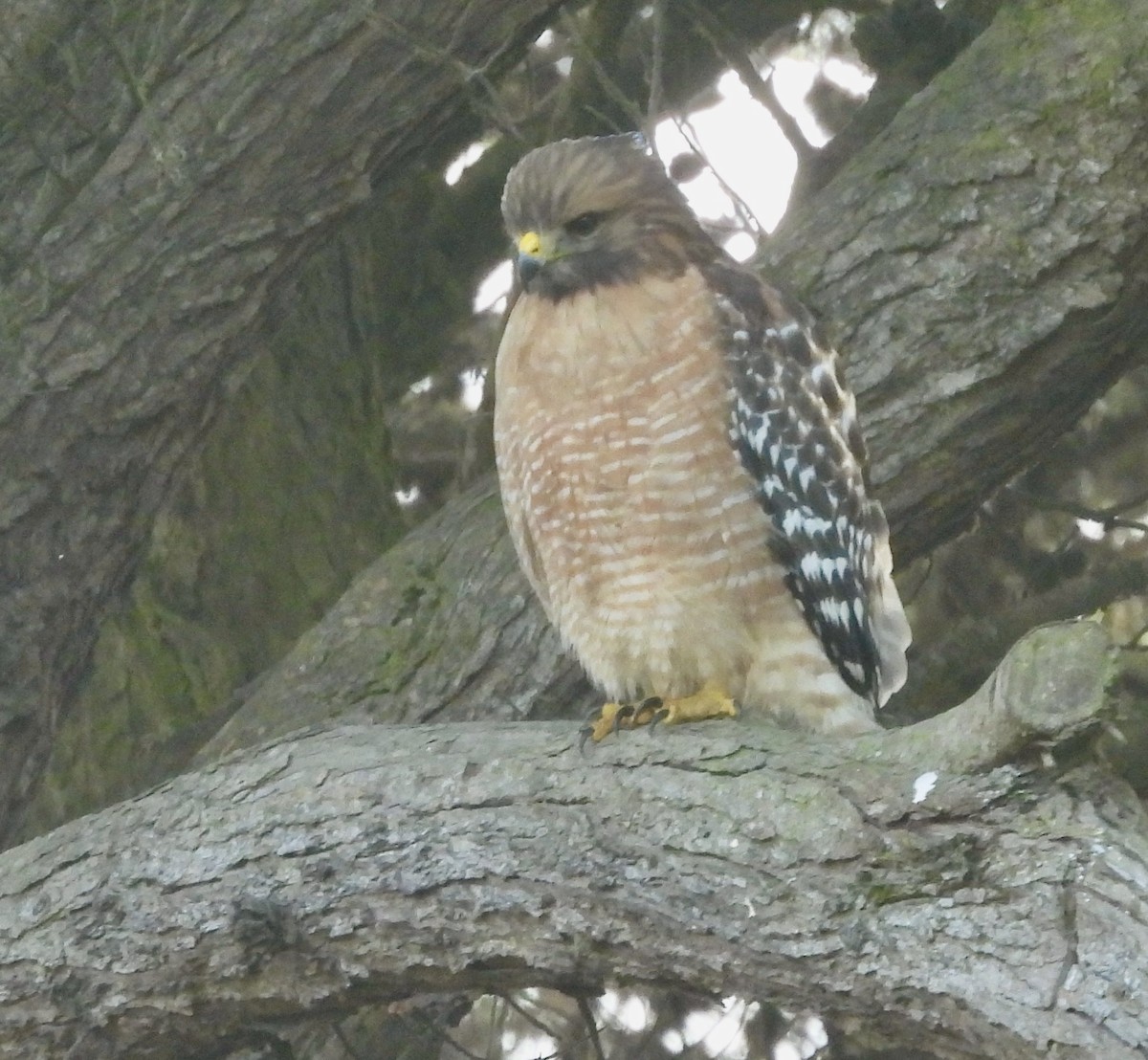 Red-shouldered Hawk - ML646133574
