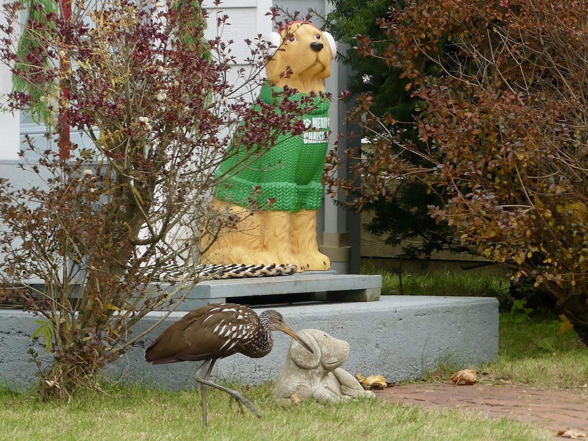 Limpkin - ML646133579