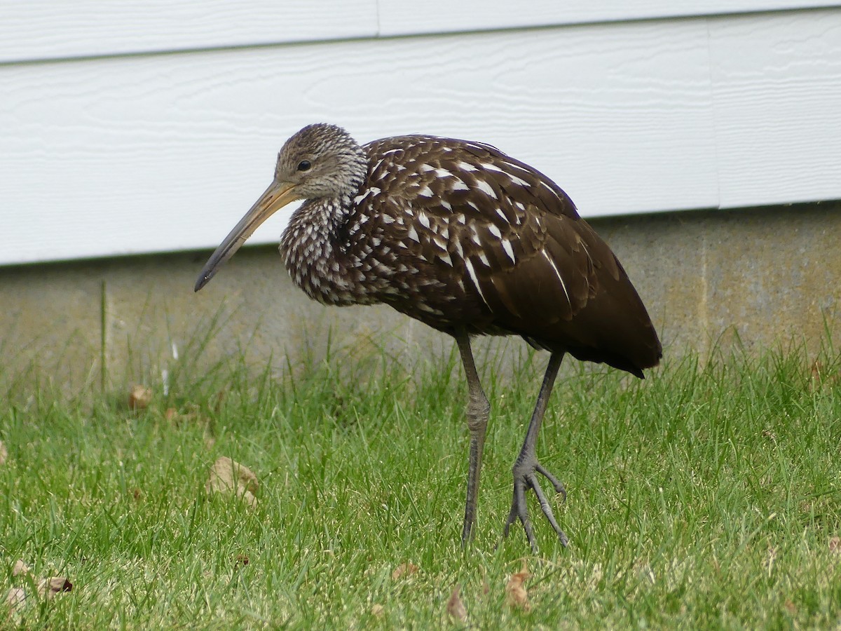 Limpkin - ML646133580