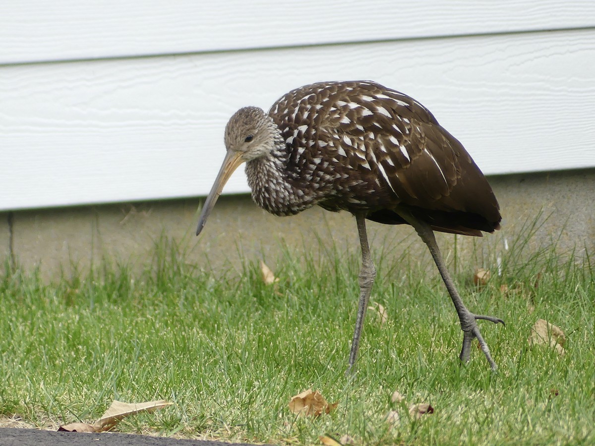 Limpkin - ML646133581