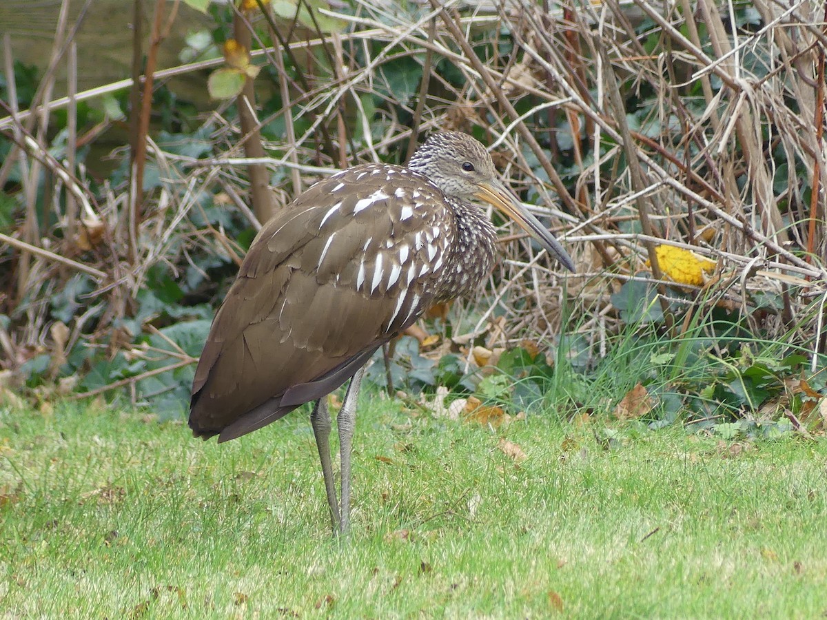 Limpkin - ML646133582