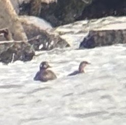 Harlequin Duck - ML646133586