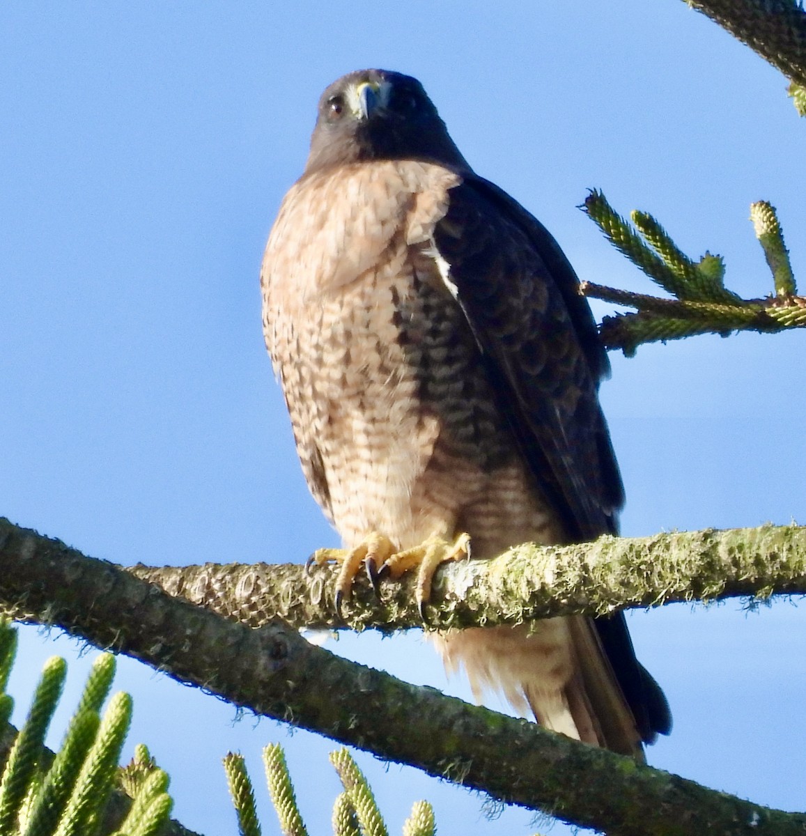 Red-tailed Hawk - ML646133591