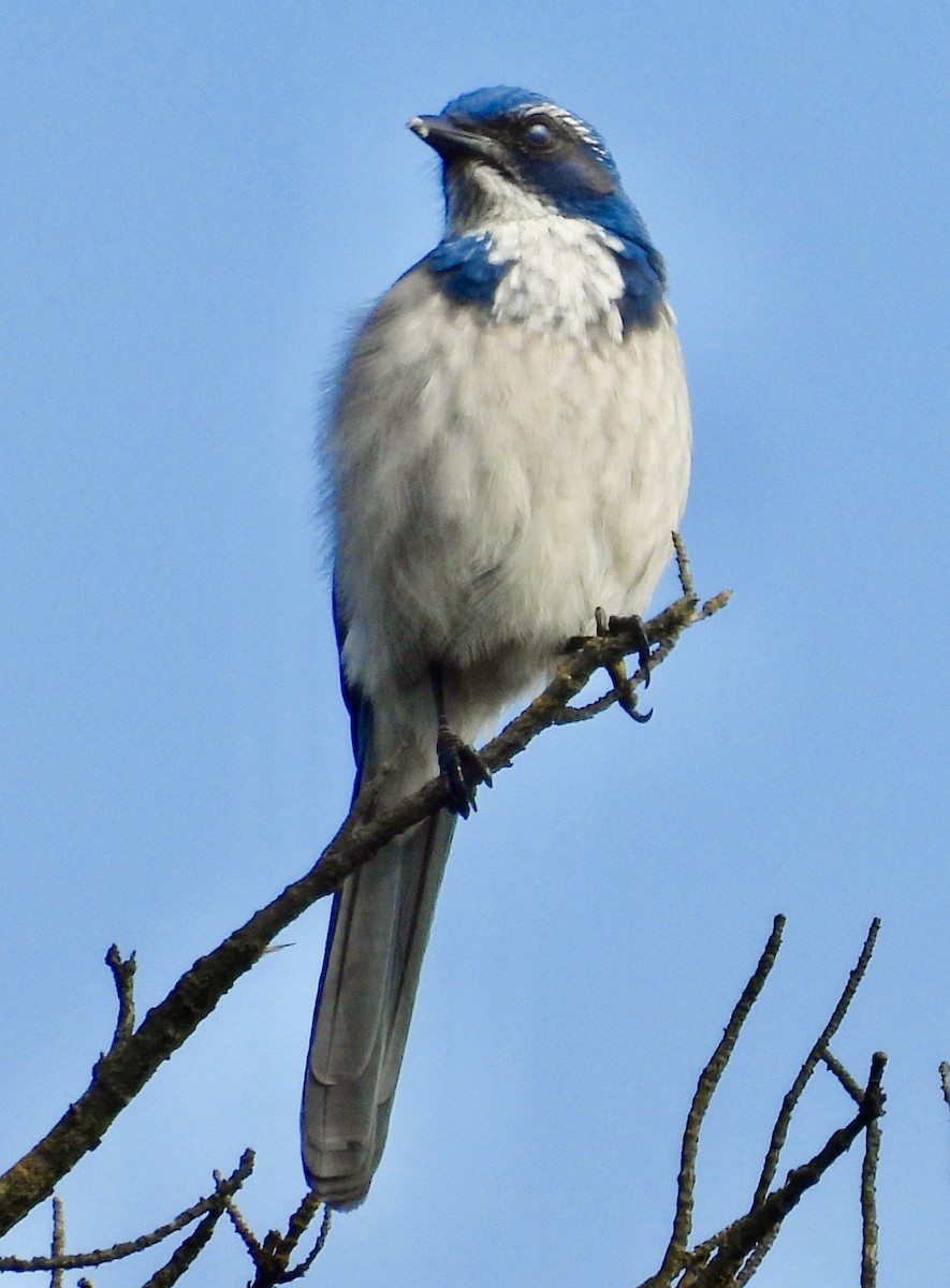 California Scrub-Jay - ML646133605