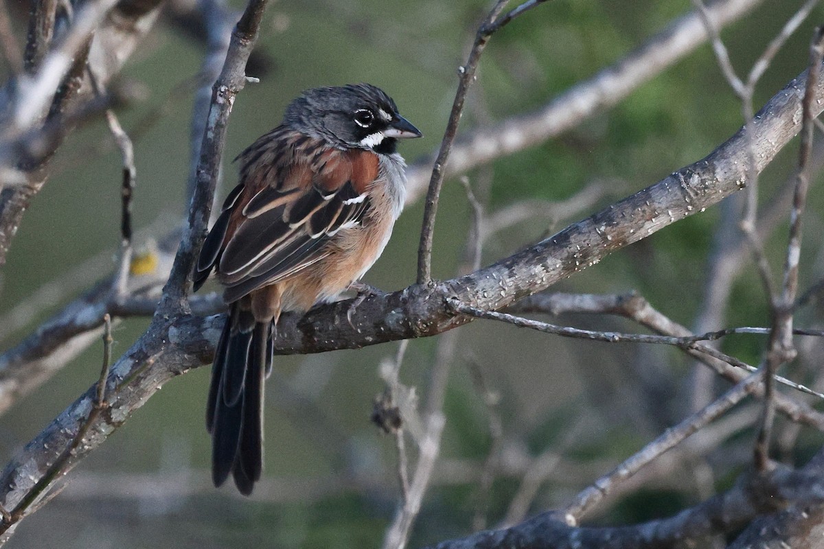 Gözlüklü Serçe - ML646133608