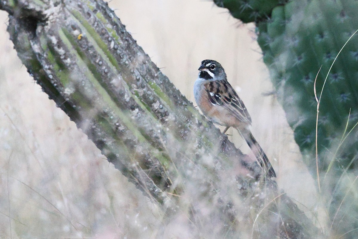 Gözlüklü Serçe - ML646133611