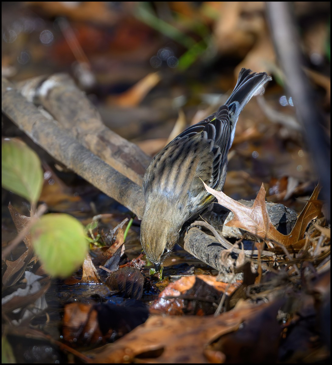 Yellow-rumped Warbler - ML646133615