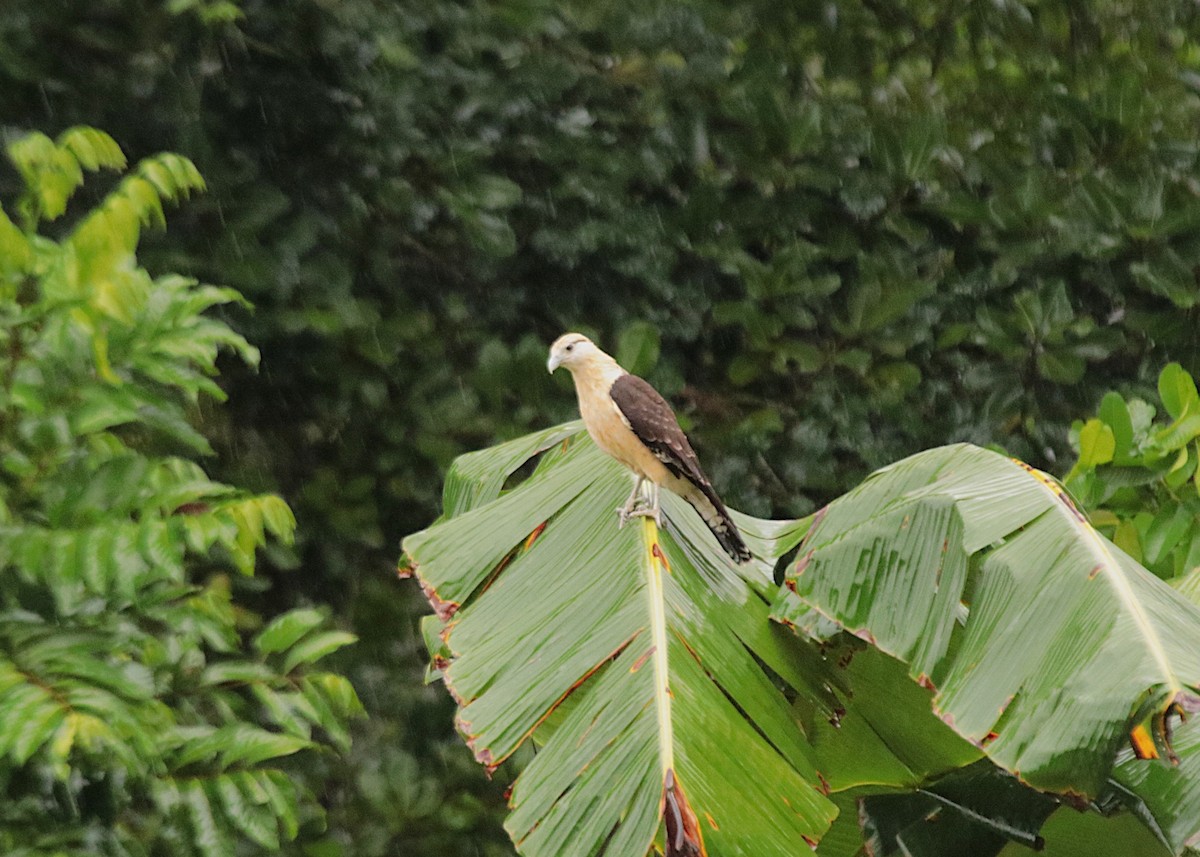 Yellow-headed Caracara - ML646133627