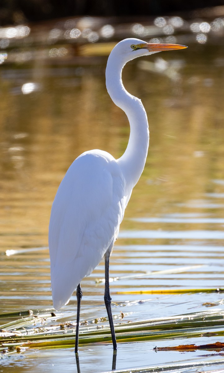 Great Egret - ML646133638