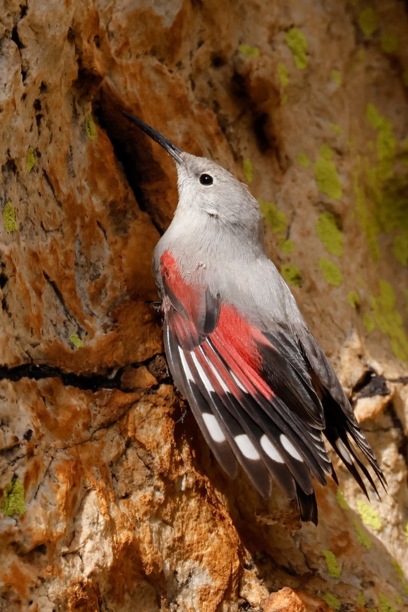 Wallcreeper - ML646133646