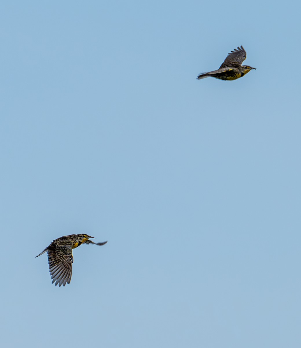 Western Meadowlark - ML646133647