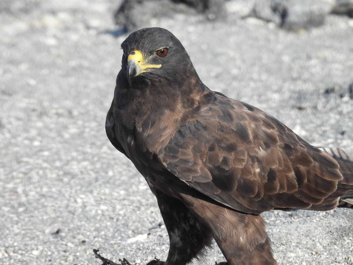Galapagos Hawk - ML646133651