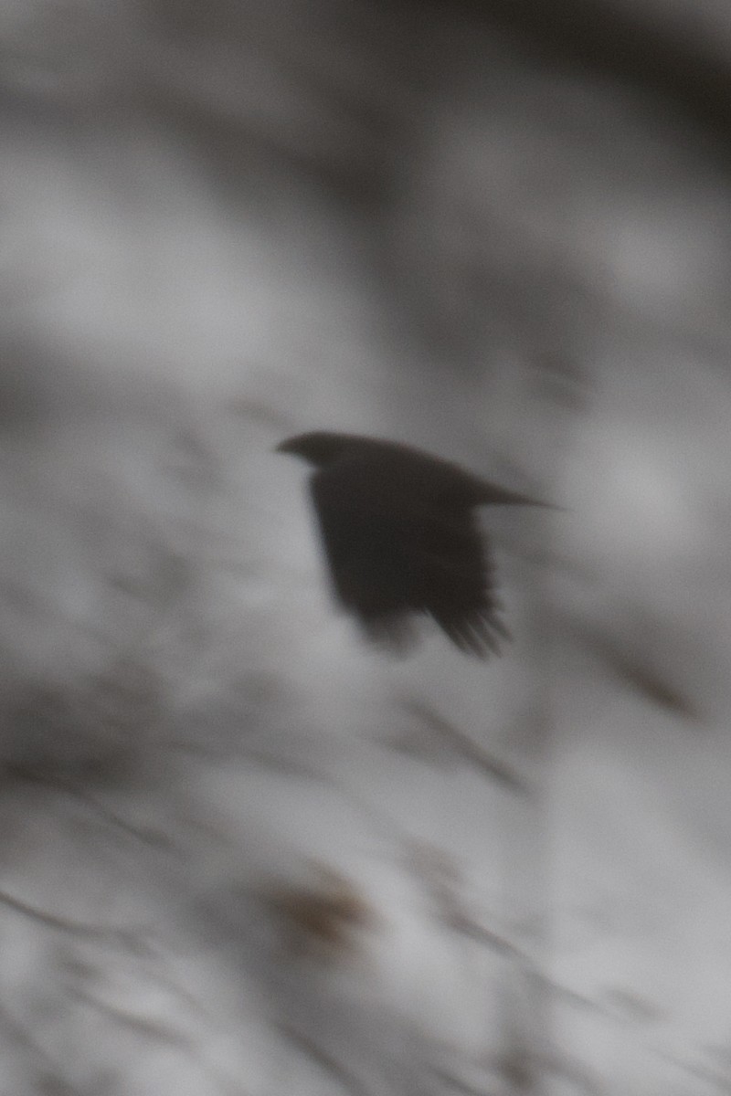 Common Raven - ML646133652