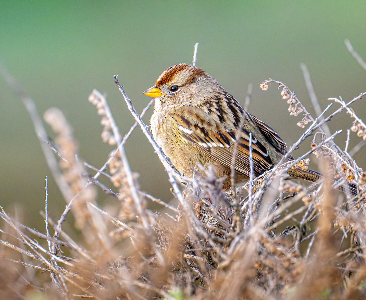 White-crowned Sparrow - ML646133659