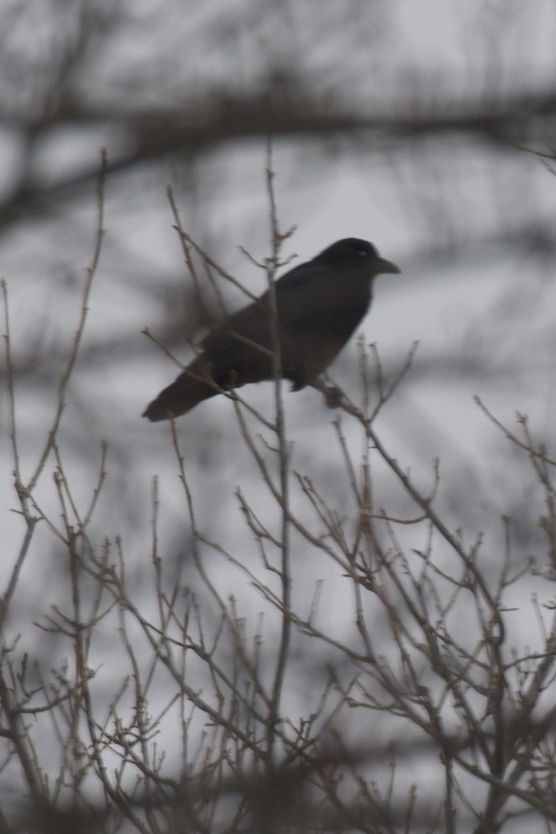 American Crow - ML646133661