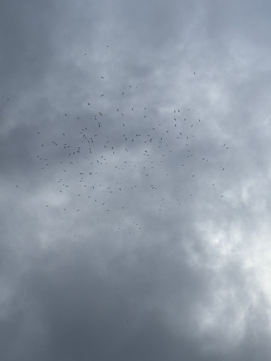 Ring-billed Gull - ML646133667