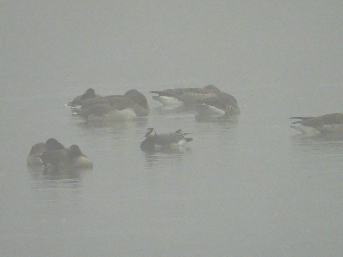 Oca facciabianca - ML646133669