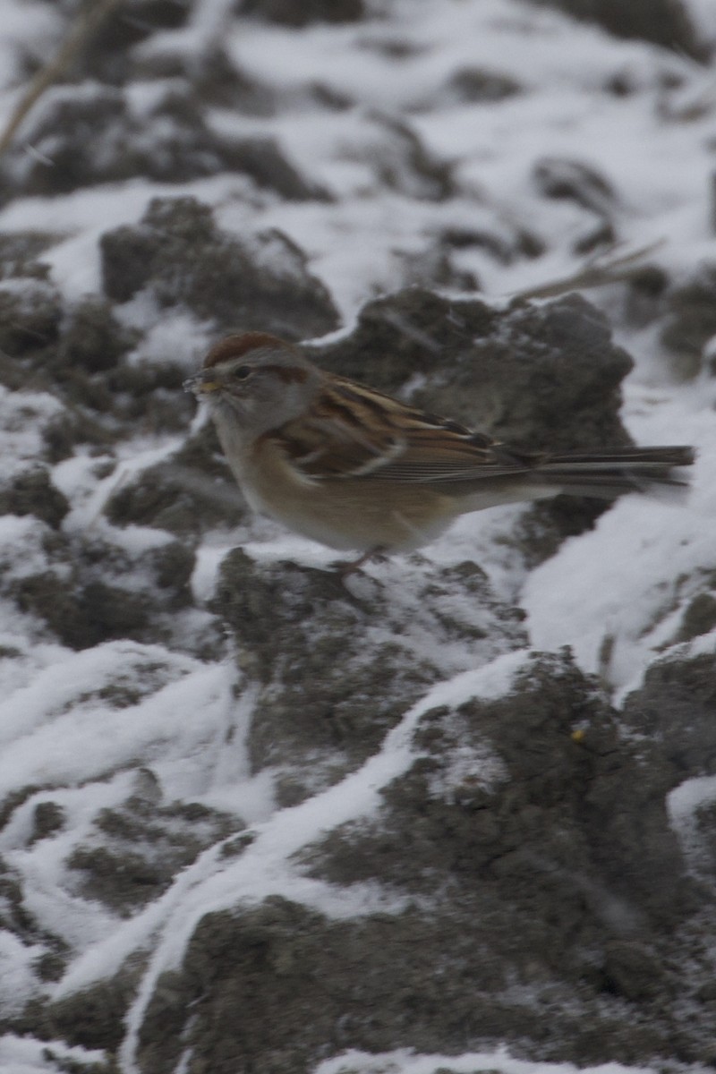 American Tree Sparrow - ML646133691
