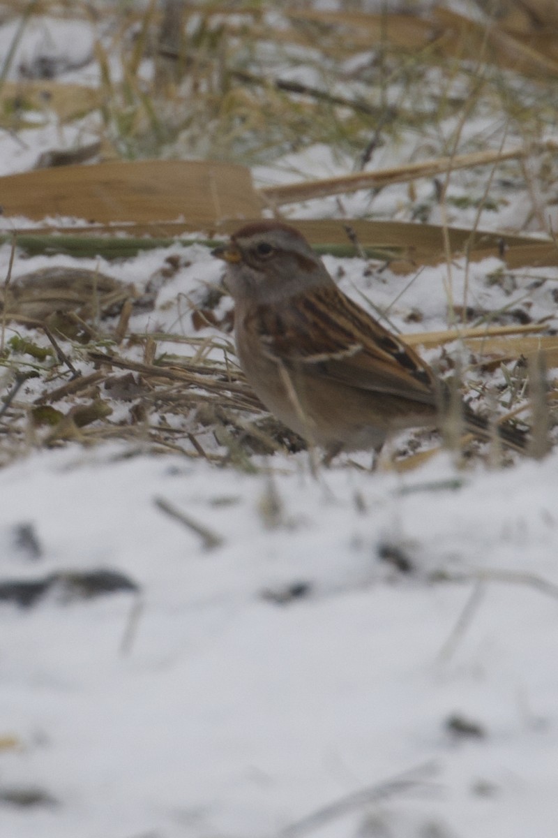 American Tree Sparrow - ML646133692