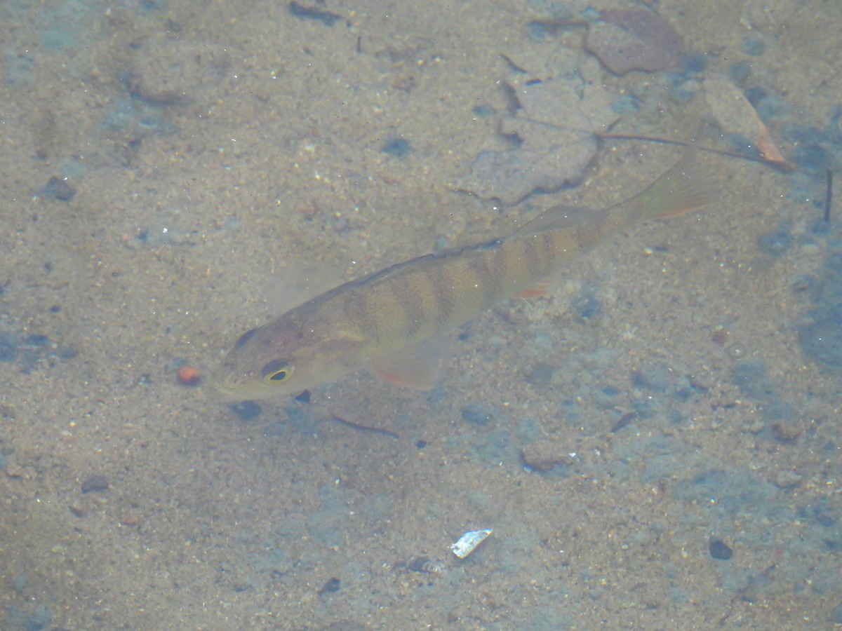 Persico reale - ML646133703