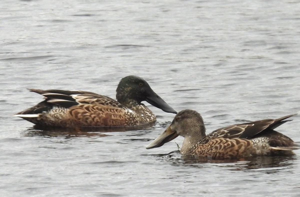 Northern Shoveler - ML646133723