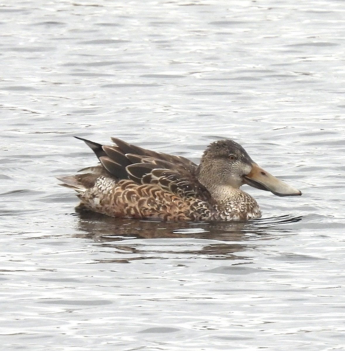 Northern Shoveler - ML646133727