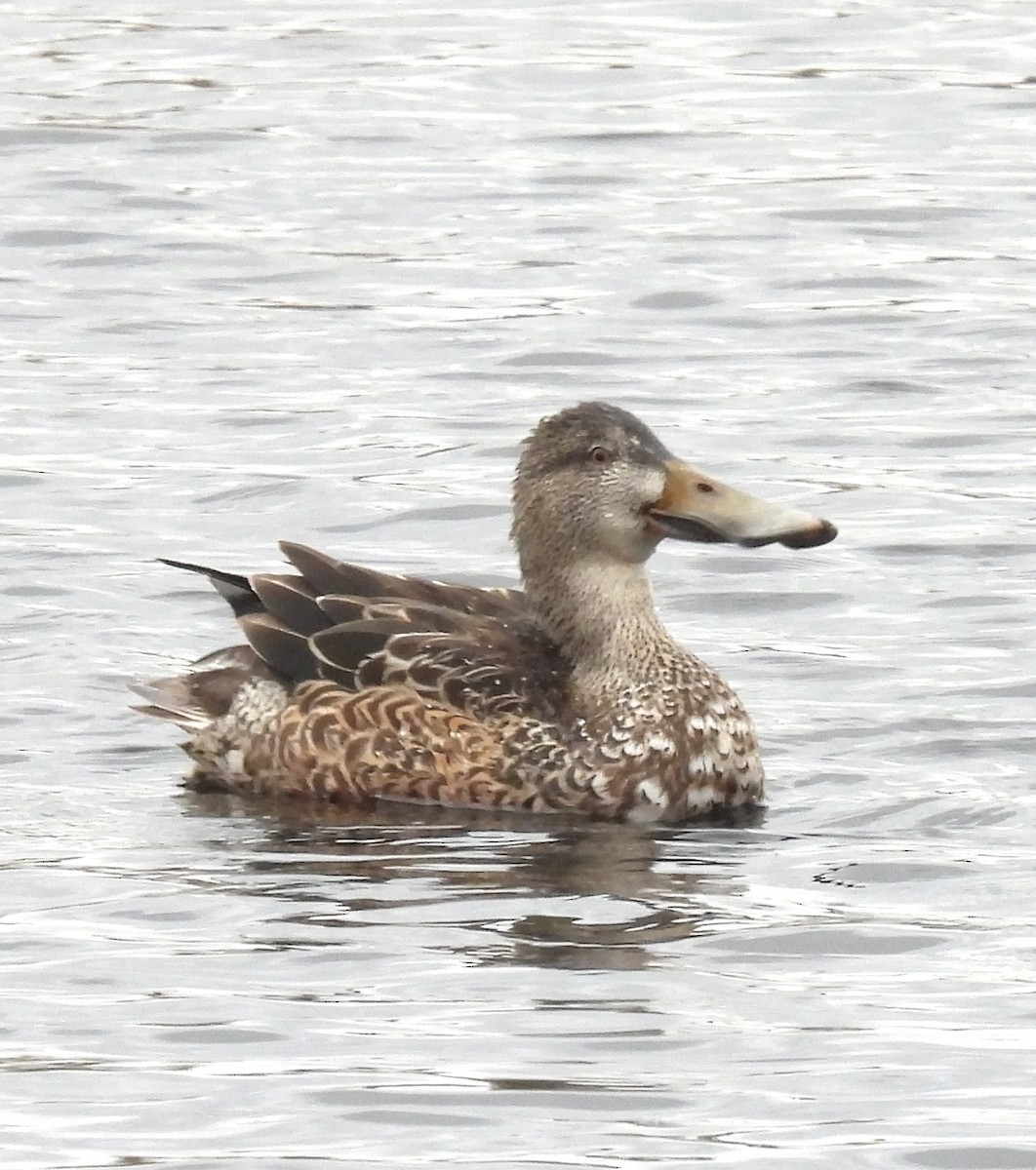 Northern Shoveler - ML646133728