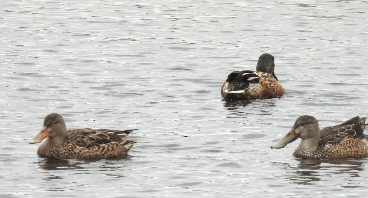 Northern Shoveler - ML646133729