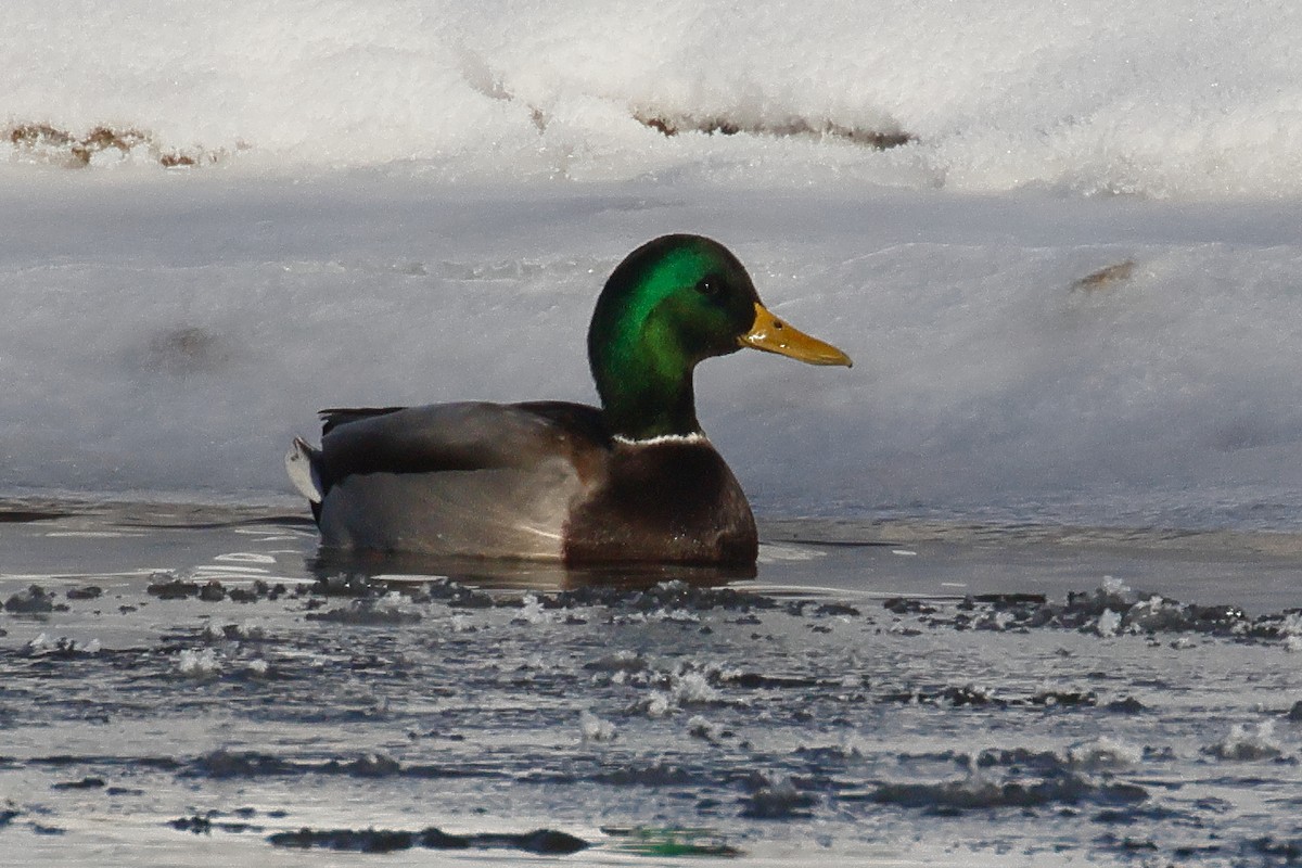 Зэрлэг нугас - ML646133739