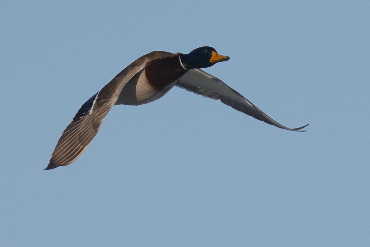 Зэрлэг нугас - ML646133740