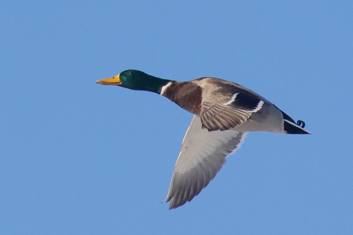 Зэрлэг нугас - ML646133741