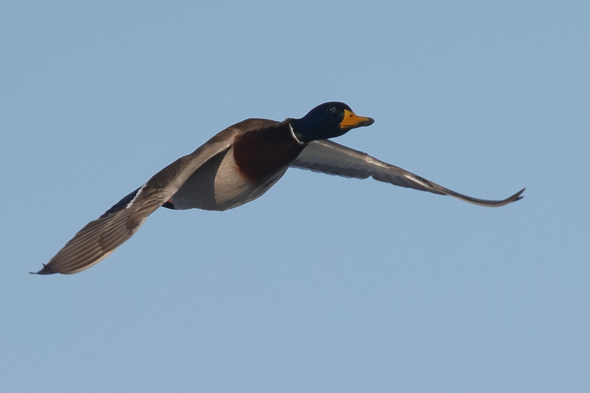 Зэрлэг нугас - ML646133742