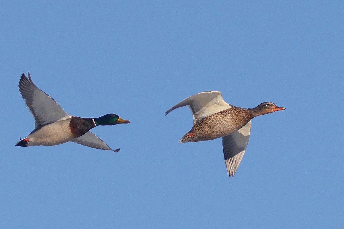 Зэрлэг нугас - ML646133743