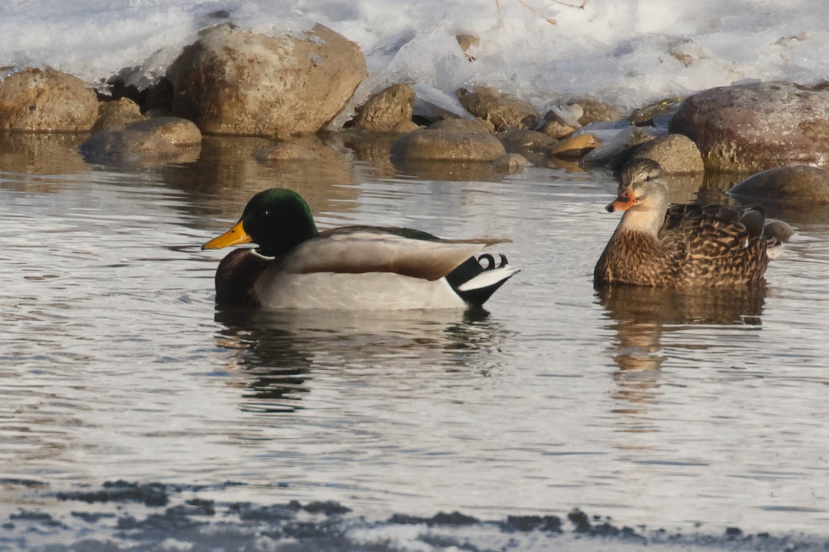 Зэрлэг нугас - ML646133744