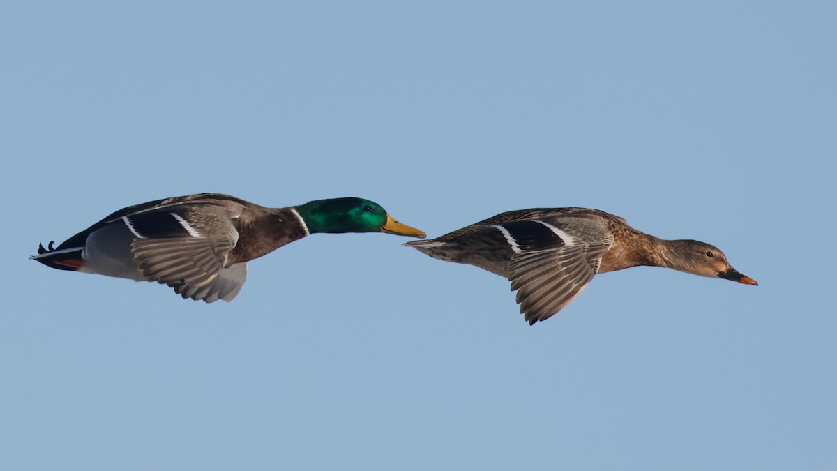 Зэрлэг нугас - ML646133745