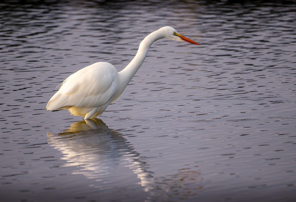 Airone bianco maggiore - ML646133750