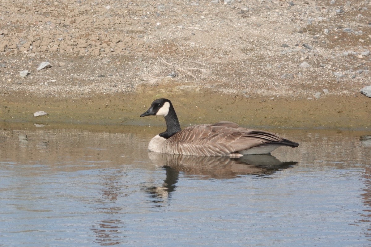 Canada Goose - ML646133752