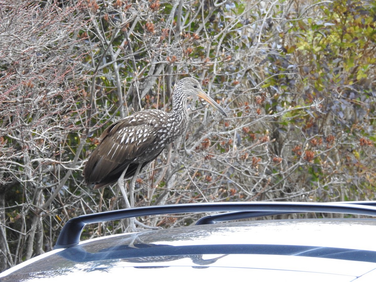 Limpkin (Speckled) - ML646133757