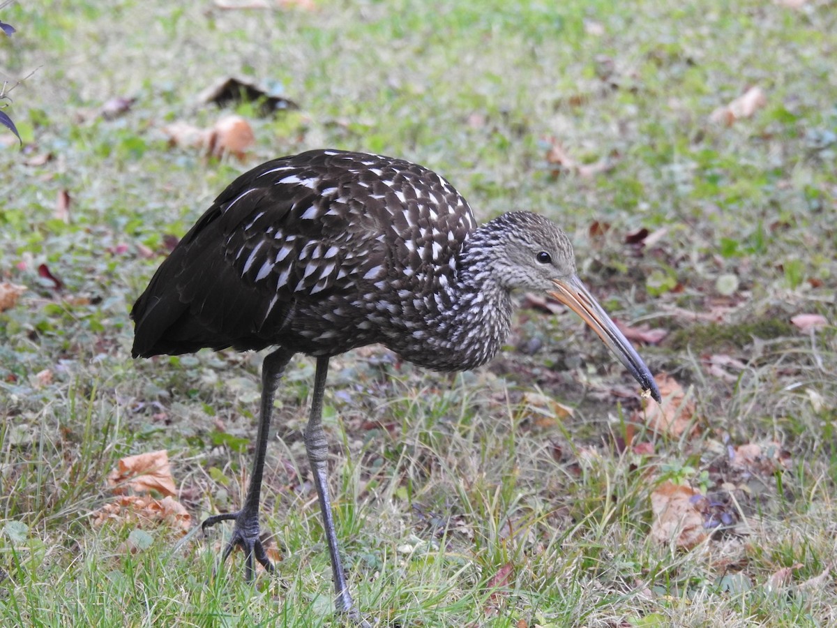 Limpkin (Speckled) - ML646133758