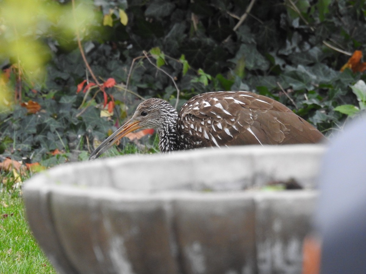 Limpkin (Speckled) - ML646133759
