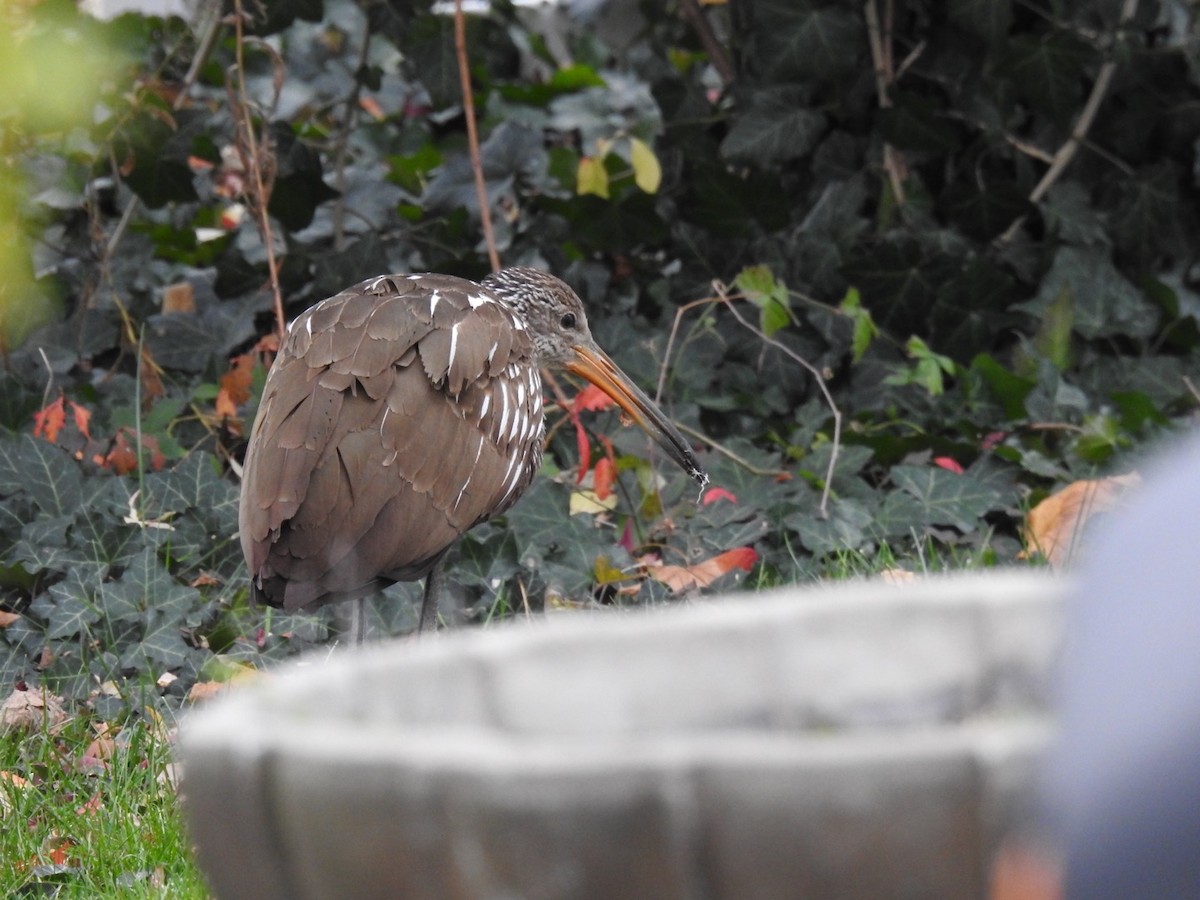 Limpkin (Speckled) - ML646133760