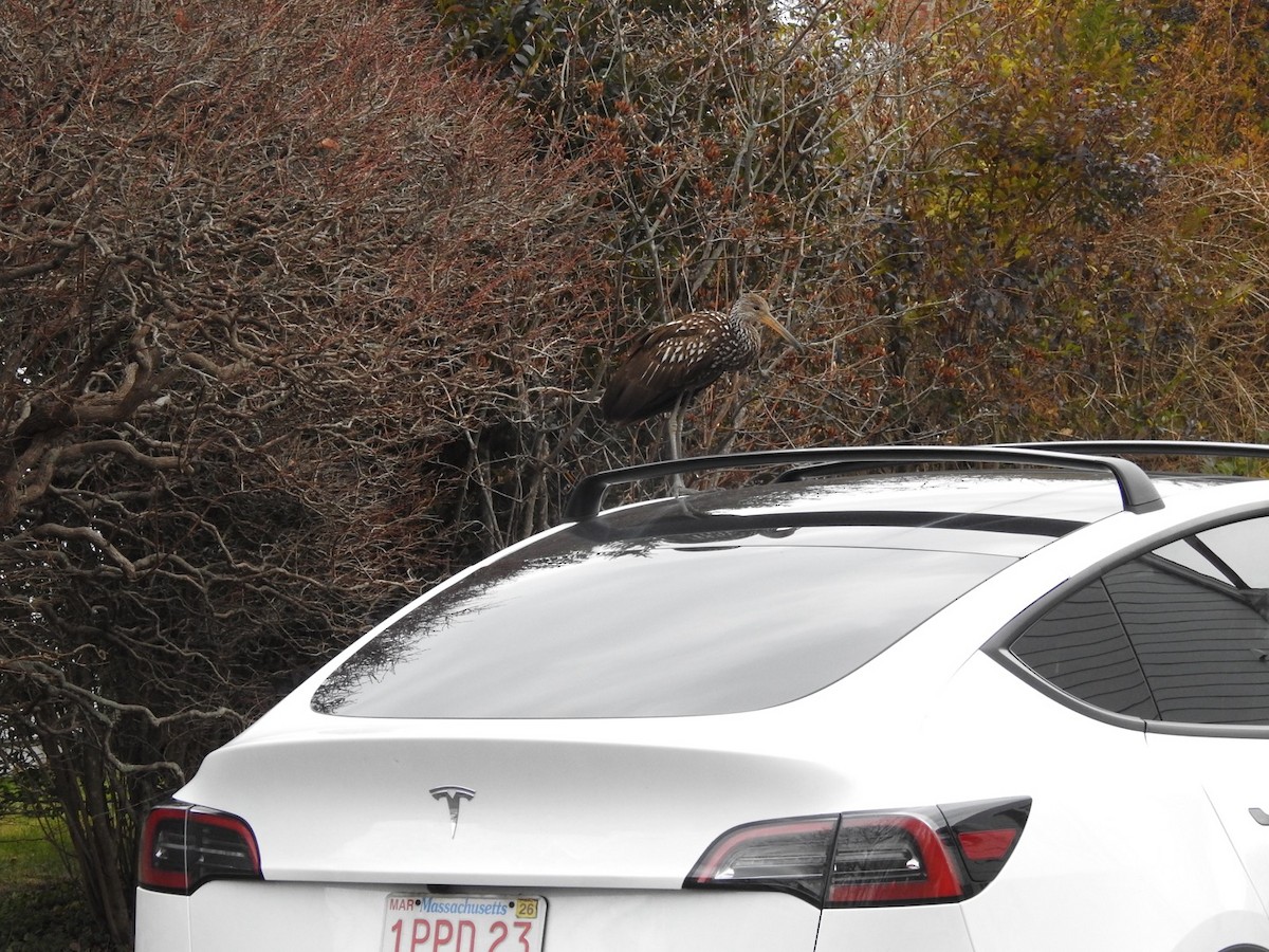 Limpkin (Speckled) - ML646133761