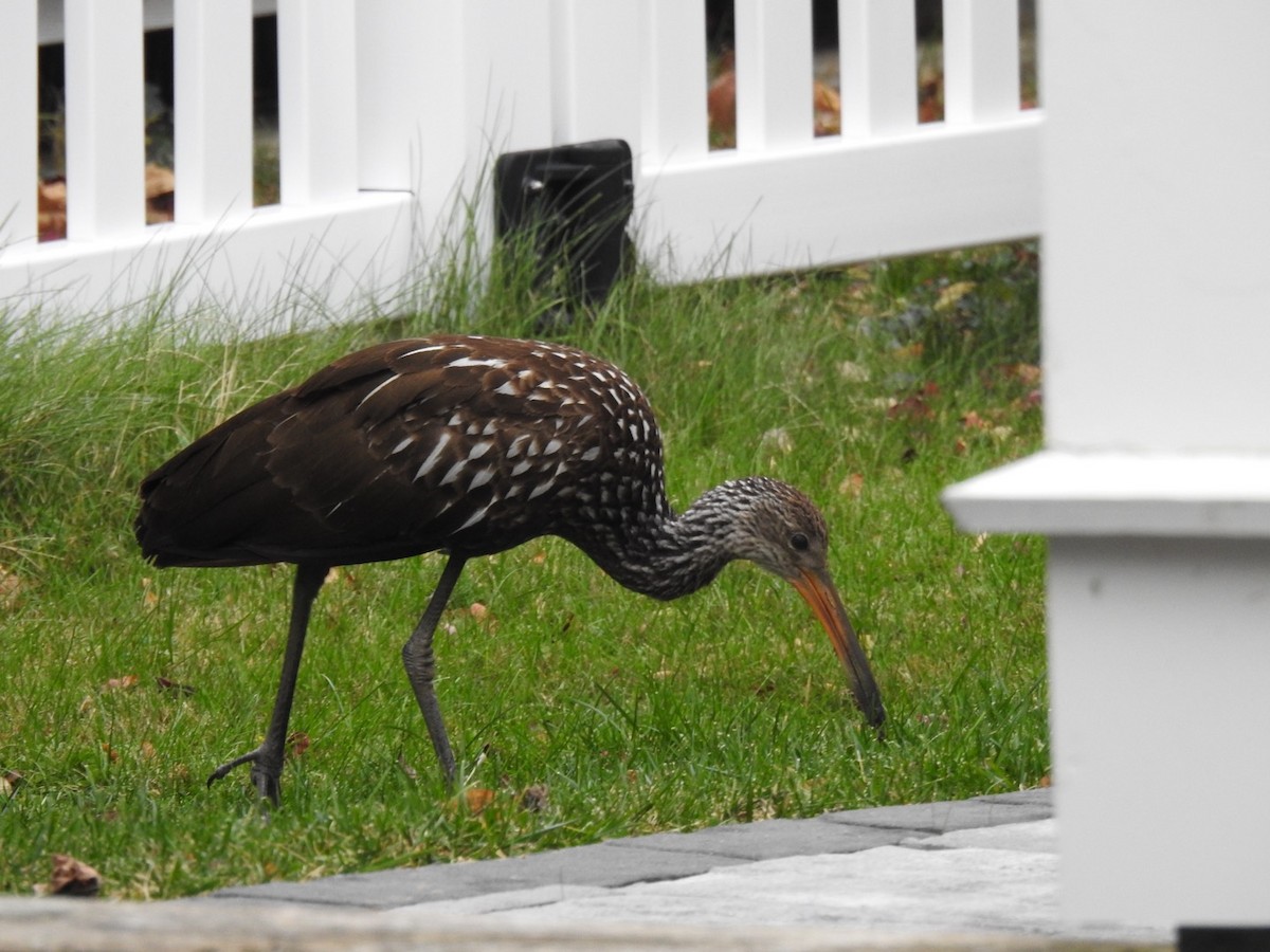 Limpkin (Speckled) - ML646133762
