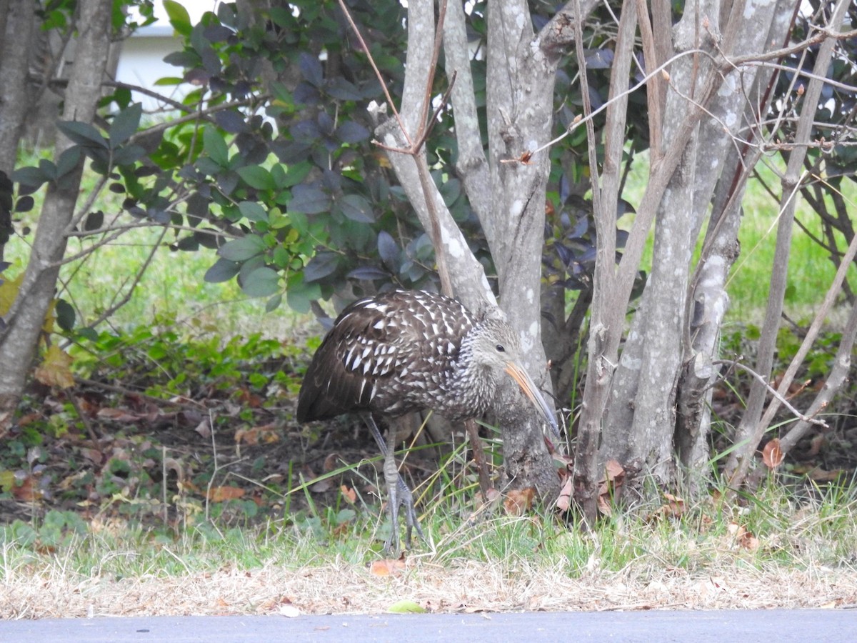 Limpkin (Speckled) - ML646133763